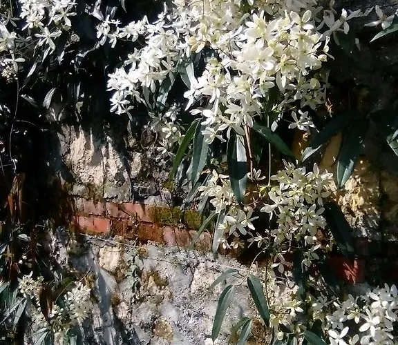 Osmanthus