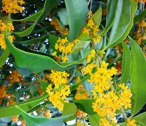 Osmanthus 4* Vicenza