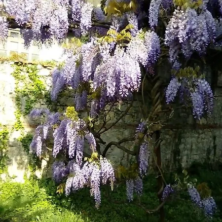 Osmanthus *