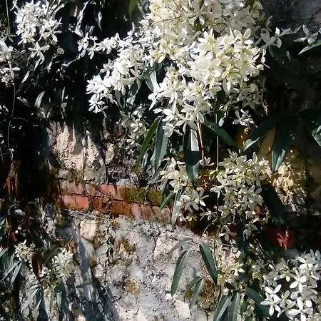 Osmanthus