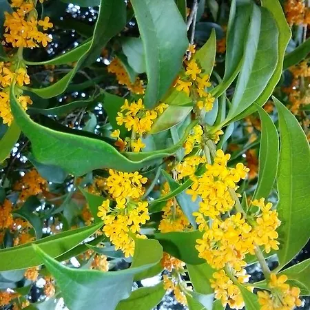 Osmanthus * Виченца